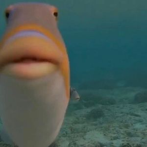 Meet your Posher, Blake